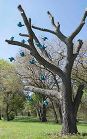 Flock and Perch