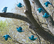 Flock and Perch